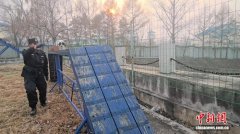 幼犬啸天警营初训记：“00后”训导员带它逐梦